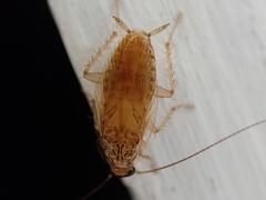 Neoblattellini