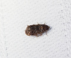 Deferunda