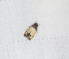 Tyrolimnas anthraconesa