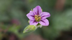 Erodium brachycarpum