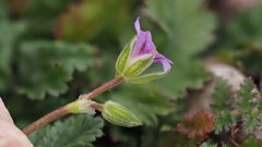 Erodium brachycarpum