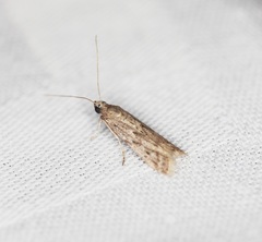 Ectomyelois ceratoniae