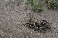 Rana amurensis