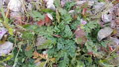 Erodium brachycarpum