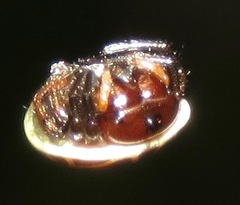 Hypognatha