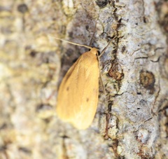 Paralithosia shaowuica