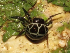 Hypognatha