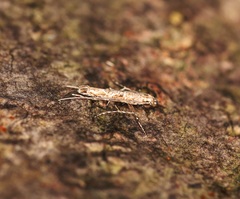 Stomphastis polygoni