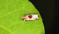 Helcystogramma hibisci