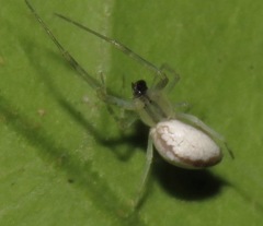 Zosis