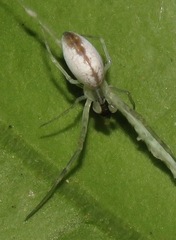 Zosis