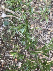 Psychotria deverdiana
