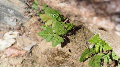 Pentagramma triangularis triangularis
