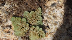 Pentagramma triangularis triangularis