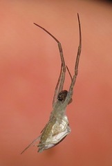 Zosis