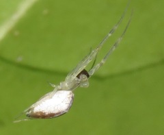 Zosis