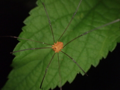 Leiobunum politum