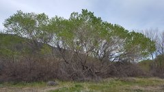 Populus fremontii fremontii