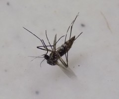 Aedes aegypti