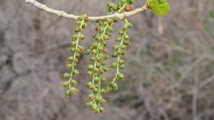 Populus fremontii fremontii