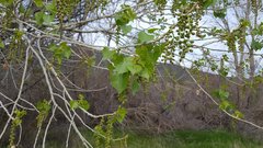 Populus fremontii fremontii