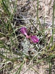 Astragalus amphioxys