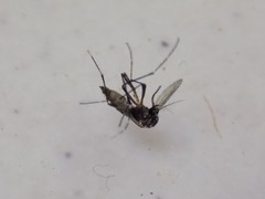 Aedes aegypti