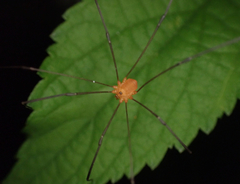 Leiobunum politum