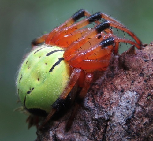 Dubiepeira neptunina