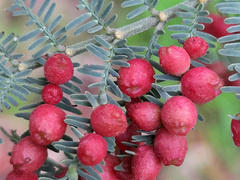 Austroacacidiplosis botrycephalae