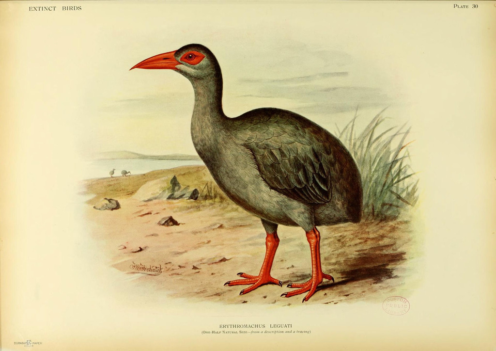 Rodrigues Rail photo