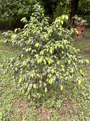 Aquilaria sinensis