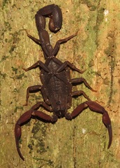 Tityus metuendus