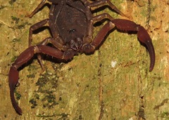 Tityus metuendus