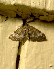 Perizoma alchemillata