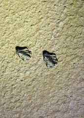 Cryptorhynchus fuscatus