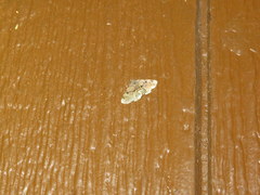 Metalectra quadrisignata