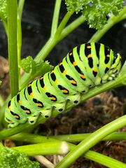 Papilio machaon hippocrates