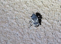 Cryptorhynchus fuscatus