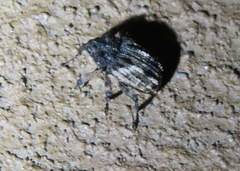 Cryptorhynchus fuscatus