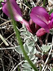 Astragalus amphioxys