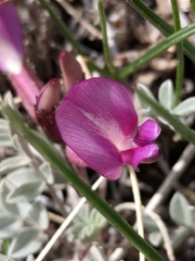 Astragalus amphioxys