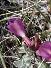 Astragalus amphioxys