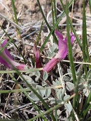 Astragalus amphioxys