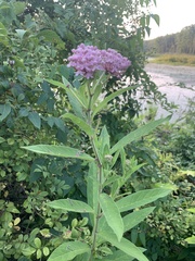 Asclepias incarnata
