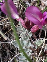 Astragalus amphioxys