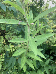 Asclepias incarnata