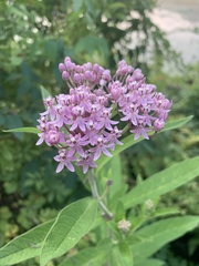 Asclepias incarnata