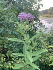 Asclepias incarnata