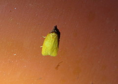 Sparganothis distincta